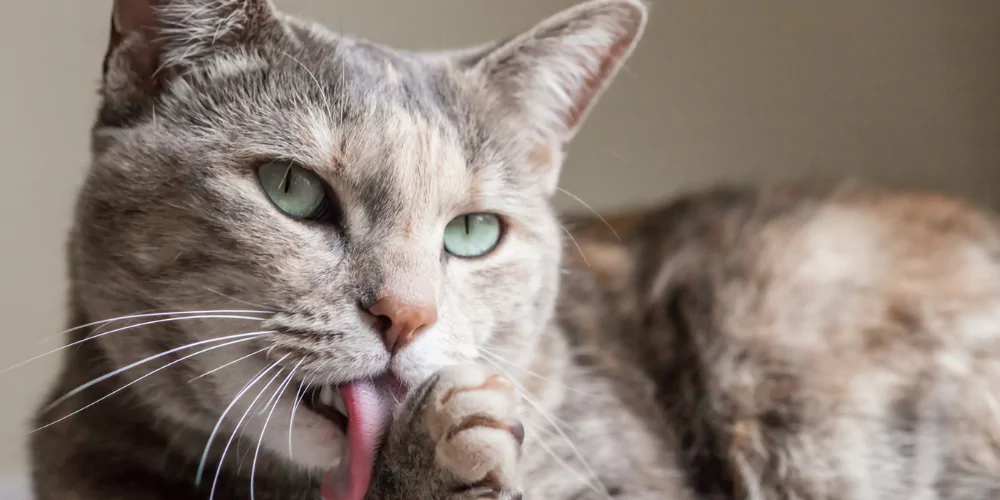 A picture of a tabby cat grooming itself