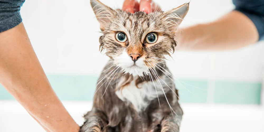 A picture of a wet hypoallergenic cat