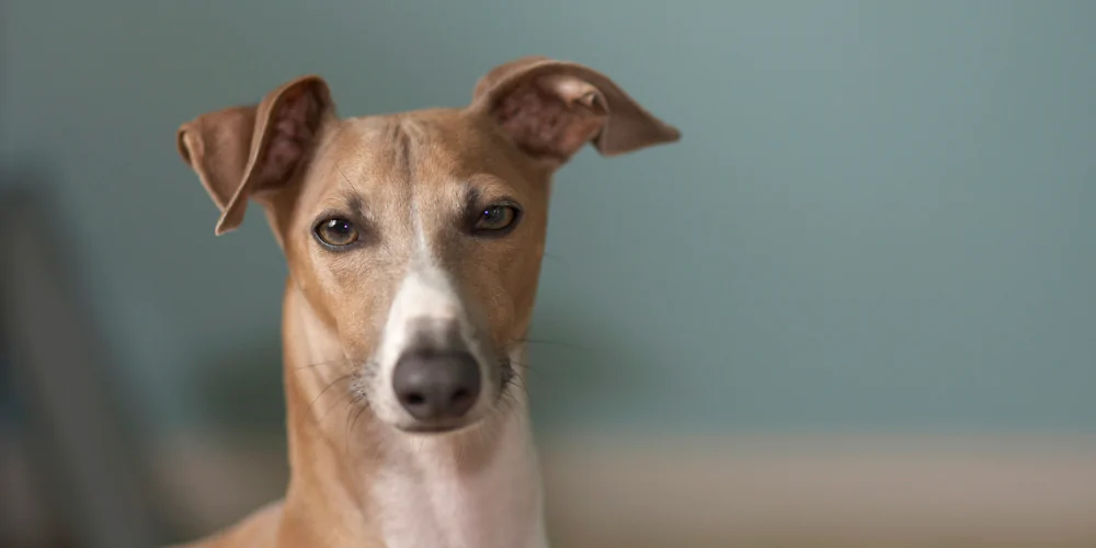 A picture of a Greyhound looking questioningly into the camera