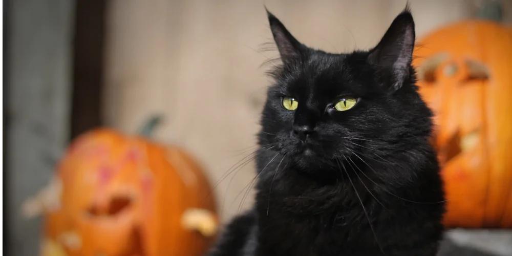 A picture of a long haired black cat with pumpkins in the background