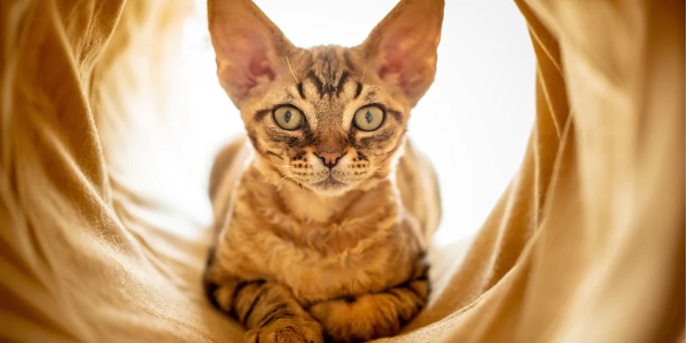 A picture of a Devon Rex sat inside a cat tunnel