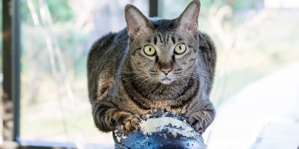 A picture of a tabby cat scratching a damaged sofa