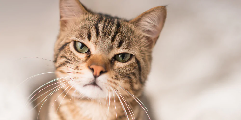 A picture of a grumpy ginger and black tabby cat