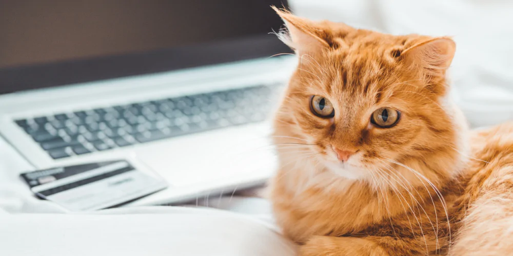 A picture of a fluffy ginger cat lying on a bed next to a laptop and debit cards