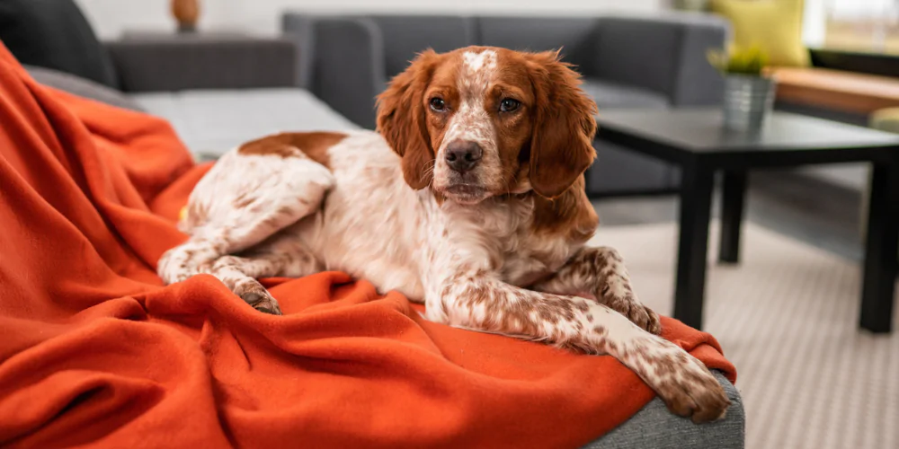 A picture of a tan Spaniel lying on an orange blanket