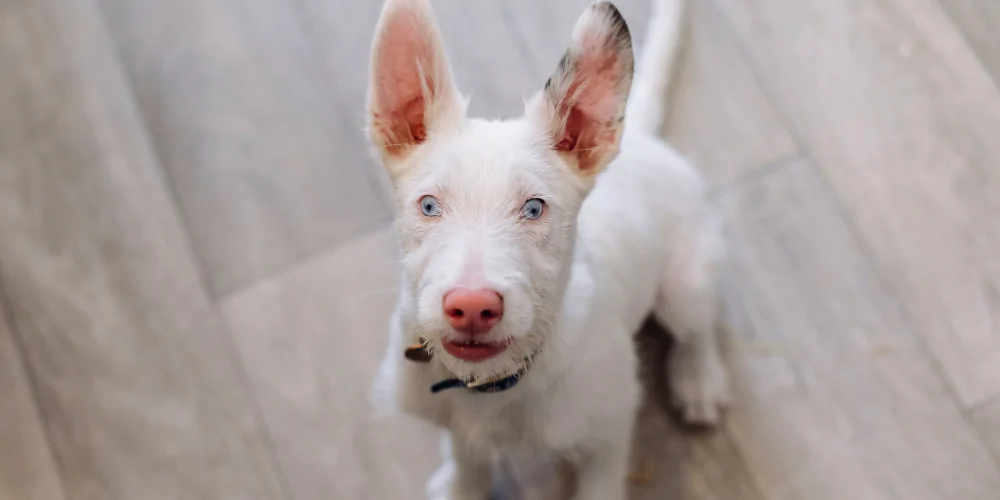 A picture of Pickle the def rescue dog looking up at the camera