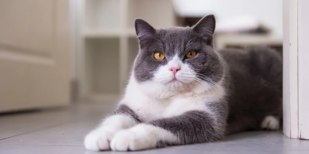 A picture of a mature adult British Shorthair cat lying next to a door