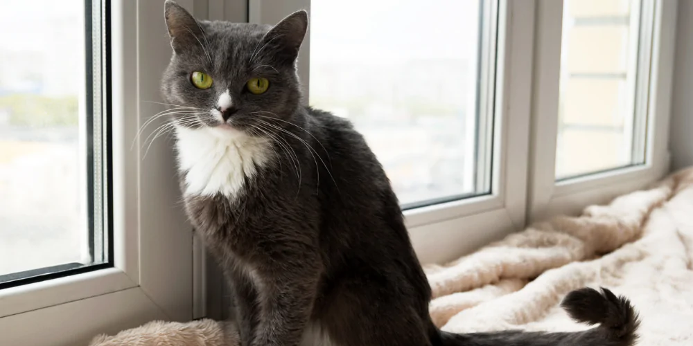 A picture of a young adult tuxedo cat sat next to the window