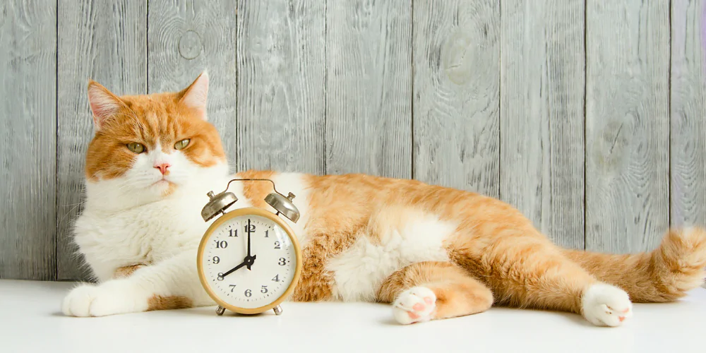 A picture of a ginger and white cat lying behind a clock