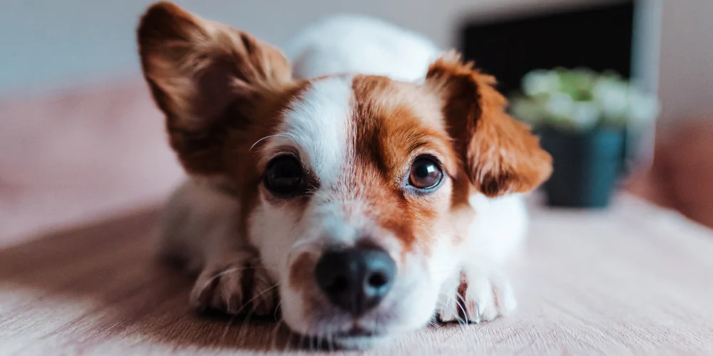 A picture of a Jack Russell Terrier with one ear up and one ear down lying in front of the camera