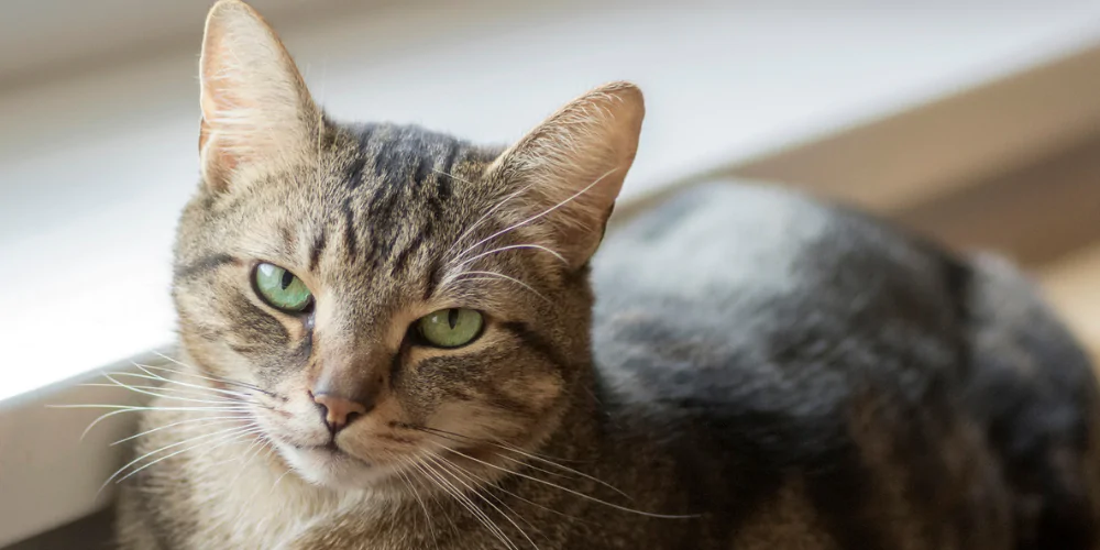 A picture of a tabby cat with green eyes looking into the camera