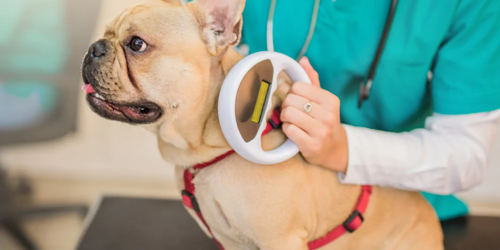 A picture of a French Bulldog being scanned for a microchip