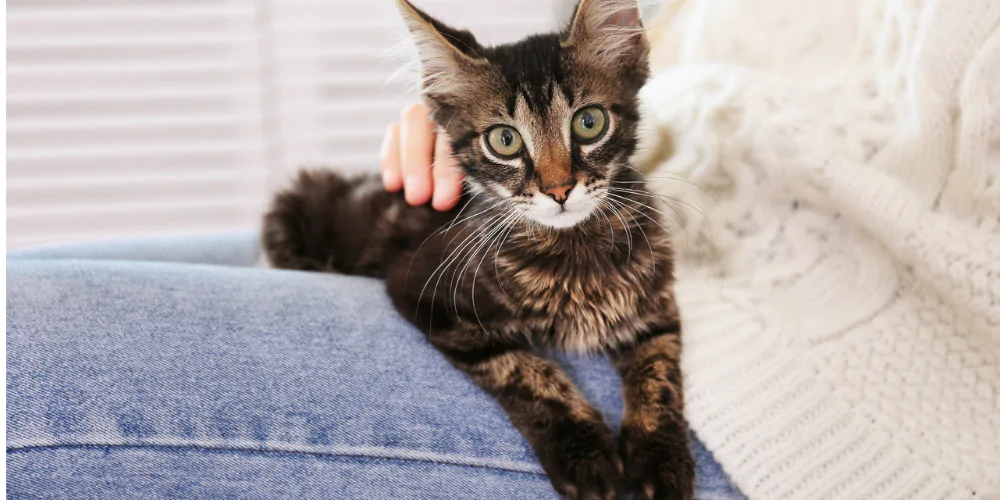 A picture of a young tabby cat sat on a woman's lap