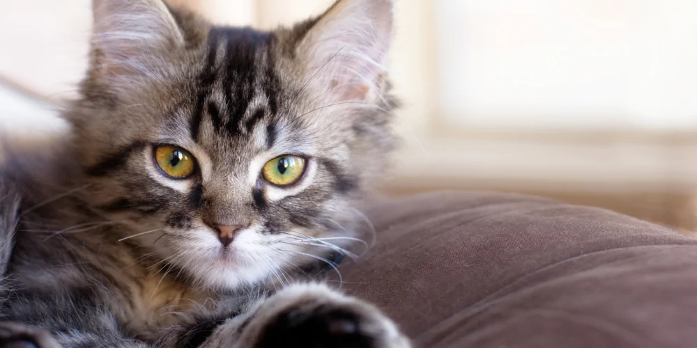 A picture of a Maine Coon kitten with yellow eyes looking into the camera