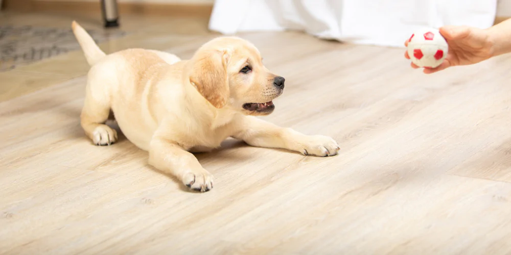 A picture of a Labrador puppy being trained with a ball as a reward