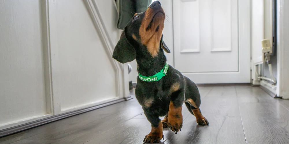 A picture of a Dachshund puppy in a hallway