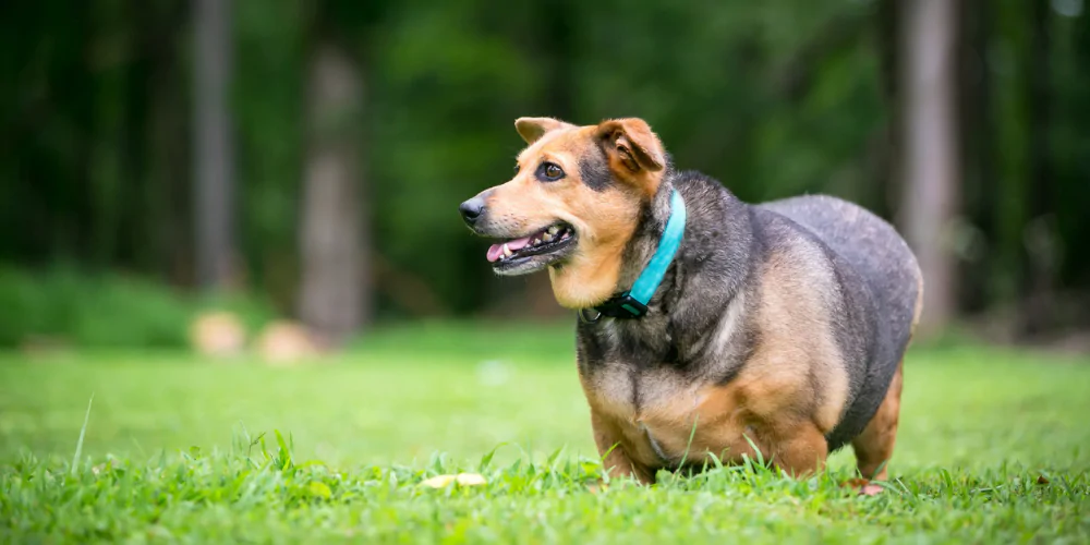 A picture of an overweight Welsh Corgi mix in the forest