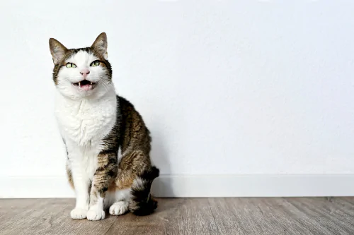 A picture of a smiling multi-coloured cat