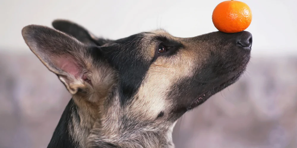 picture of an Alsatian balancing an orange on its nose