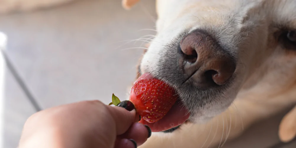 A picture of a Labrador eating a strawberry