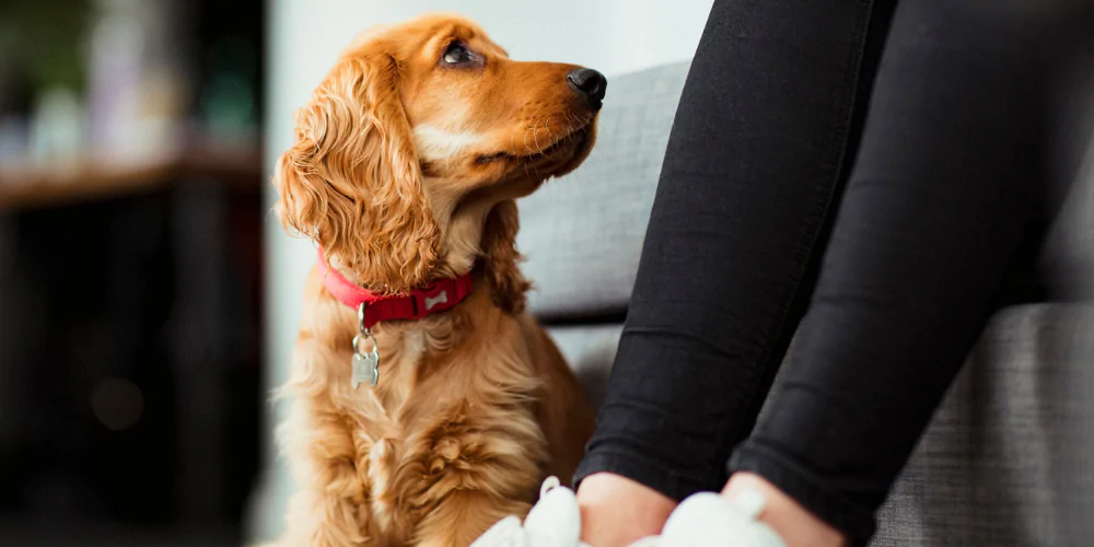 A picture of a red Spaniel puppy looking up at its owner