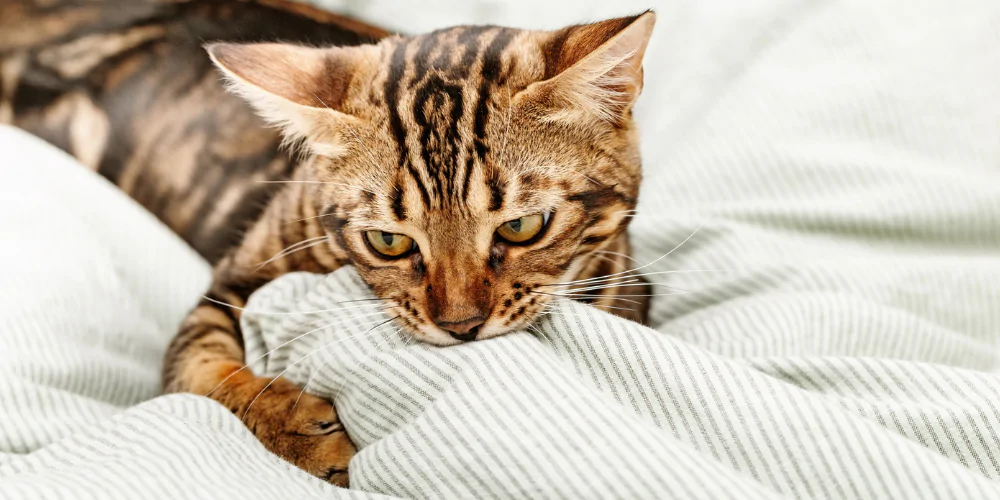 A picture of a short haired cat kneading and suckling on a blanket