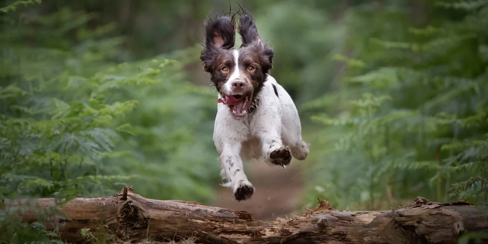 A picture of a Springer Spaniel jumping over a branch in the woods