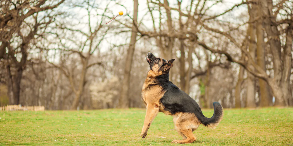 A picture of a German Shepherd in a park jumping to catch a ball