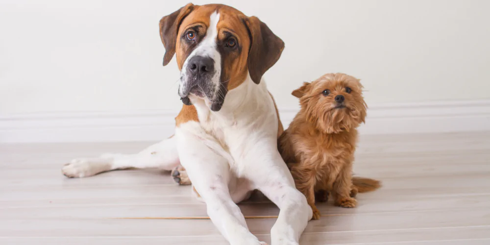 A picture of a Saint Bernard and Yorkshire Terrier lying together on the floor