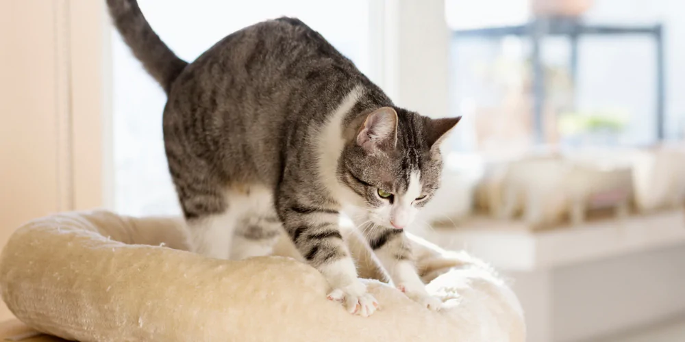 A picture of a tabby cat kneading a doughnut cat bed