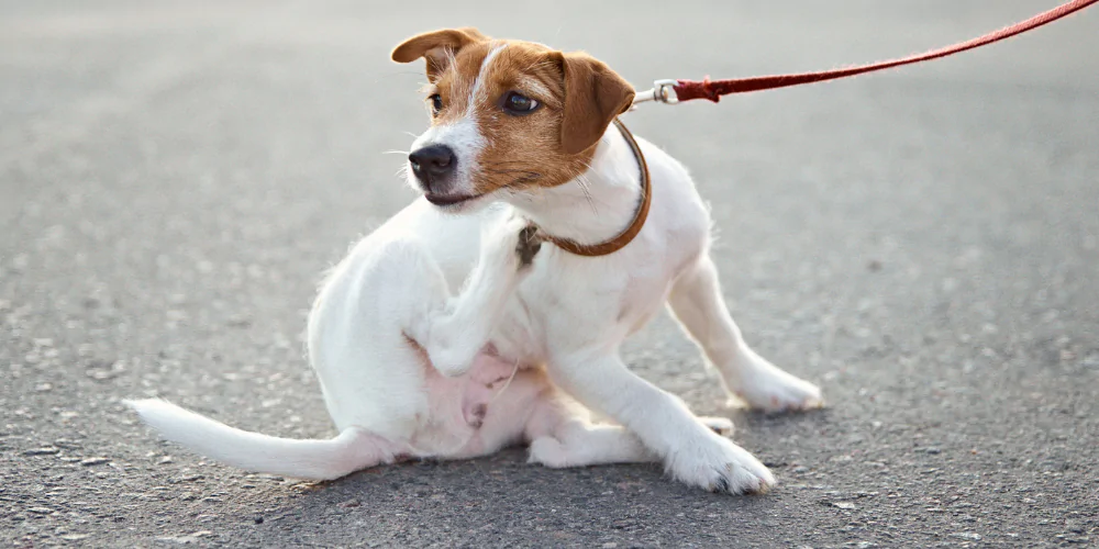 A picture of a Jack Russell Terrier on a red lead scratching itself