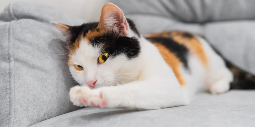 A picture of a tri coloured short haired cat kneading the sofa with claws