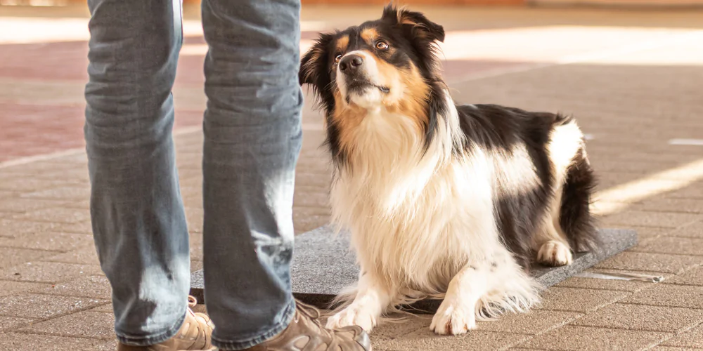 A picture of a Border Collie learning to lie down using positive reinforcement training