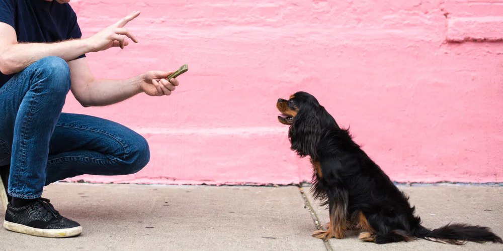 A picture of a Cavalier King Charles Spaniel learning to stay with positive reinforcement training