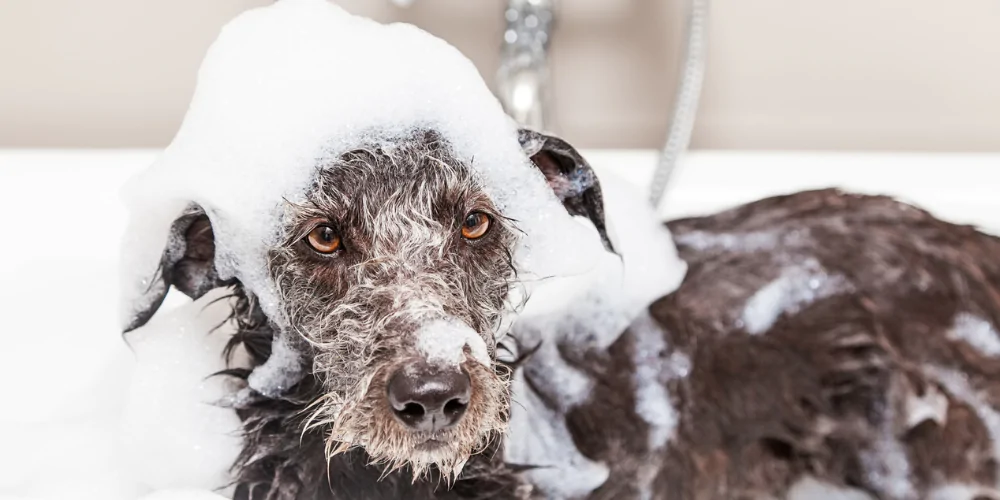 A picture of a brown terrier having a ringworm shampoo bath