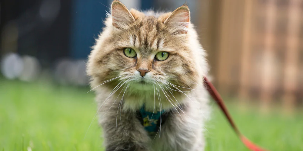 A picture of a fluffy cat wearing a harness and lead