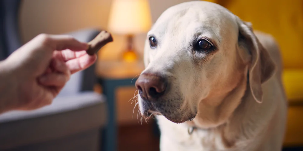 A picture of a Labrador being trained with a biscuit