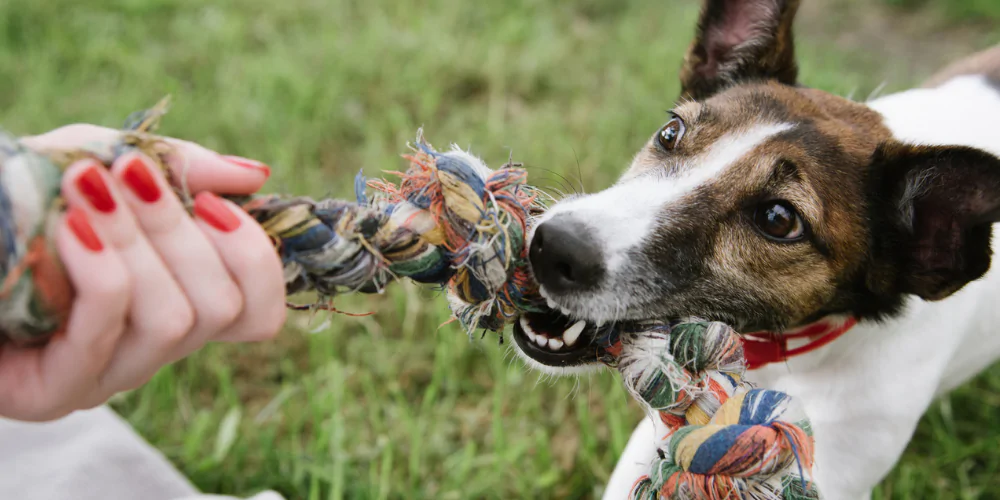 A picture of a Jack Russell Terrier getting positive reinforcement tug of war playtime after training