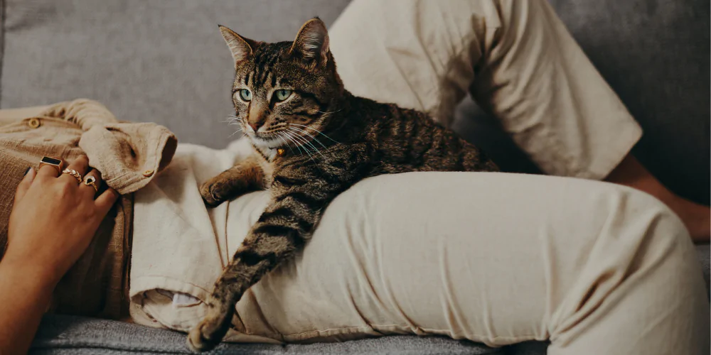 A picture of a striped cat lying down on its owner and kneading