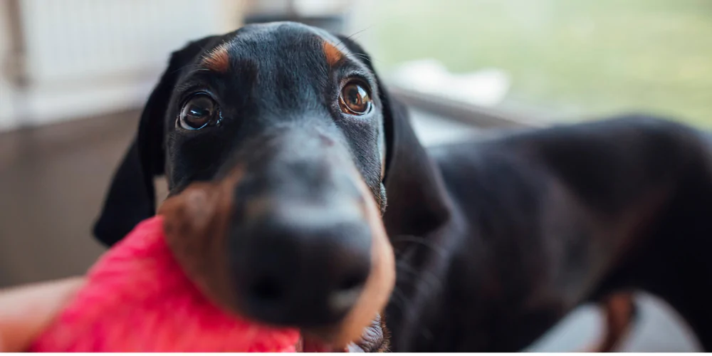 A picture of a Doberman puppy playing tug of war