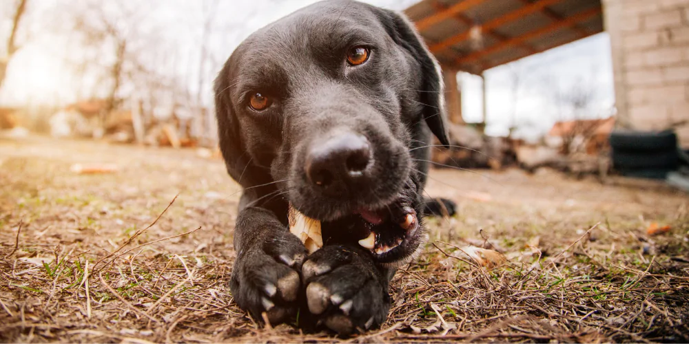 A picture of a black Labrador lying down and chewing a raw bone