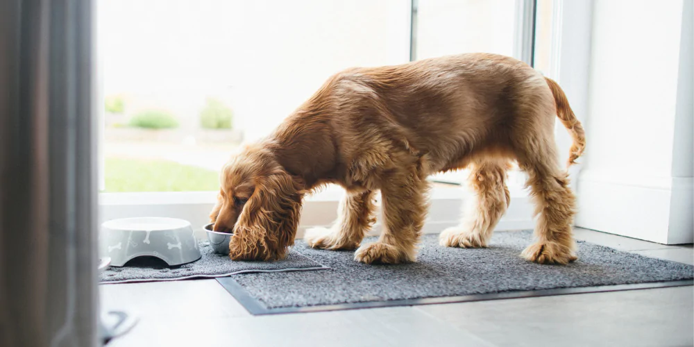 A picture of a Spaniel eating out of its bowl in the kitchen