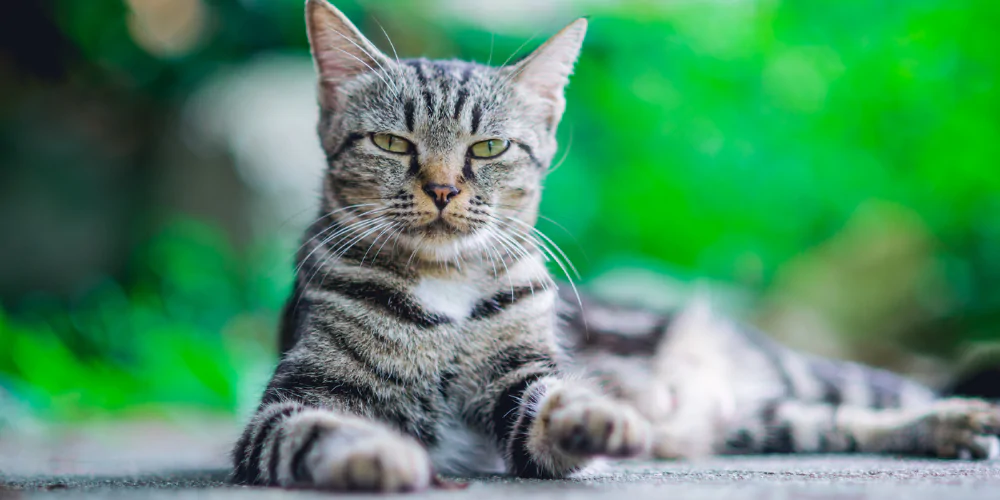 A picture of a confused tabby cat lying on the ground