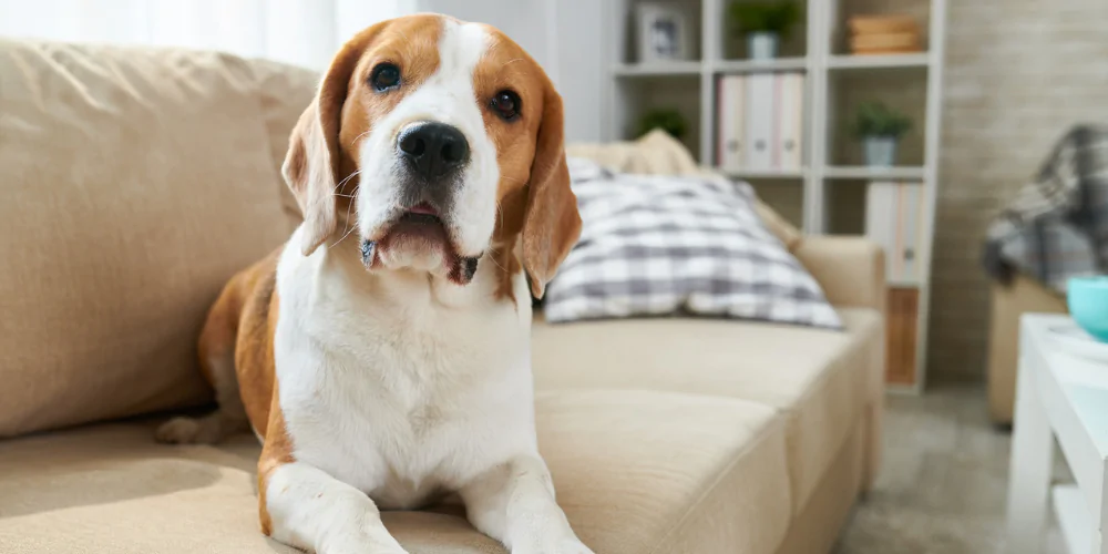 A picture of an old Beagle lying on a sofa