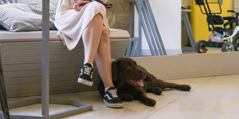 A picture of a chocolate Labrador lying on the floor of a cafe