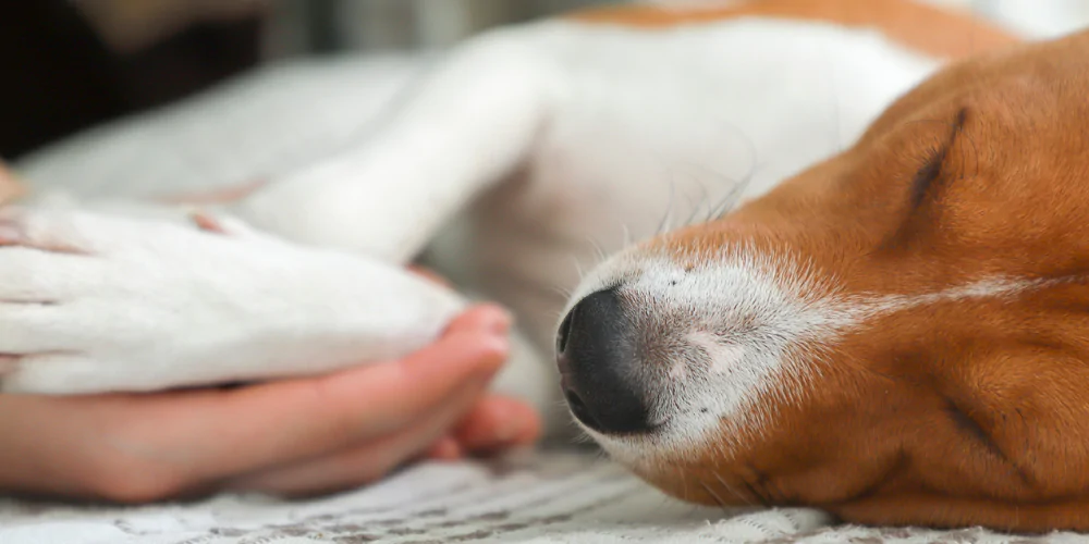 A picture of a Jack Russell Terrier lying in a position for CPR