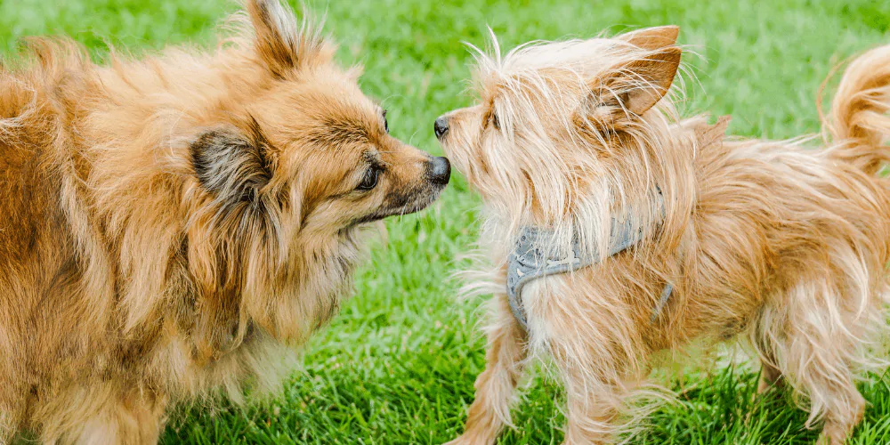 A picture of two wire haired small dogs doing a consent test meeting