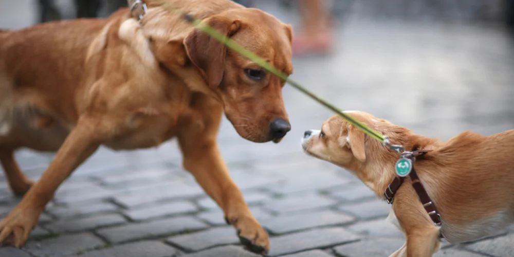 A picture of a Chihuahua and Labrador meeting on lead