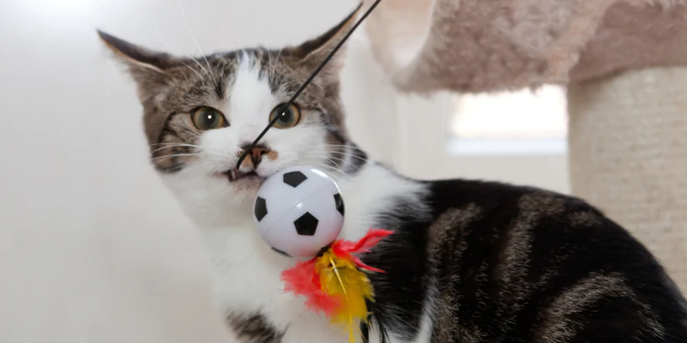 A picture of a tabby cat chewing a cat teaser toy on a cat tree