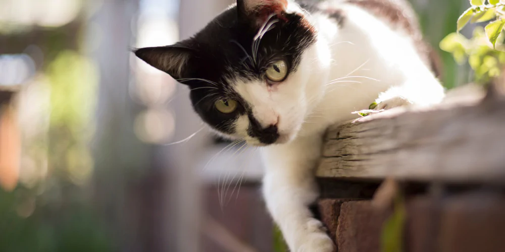 A picture of a Tuxedo cat lying across a brick wall in a garden